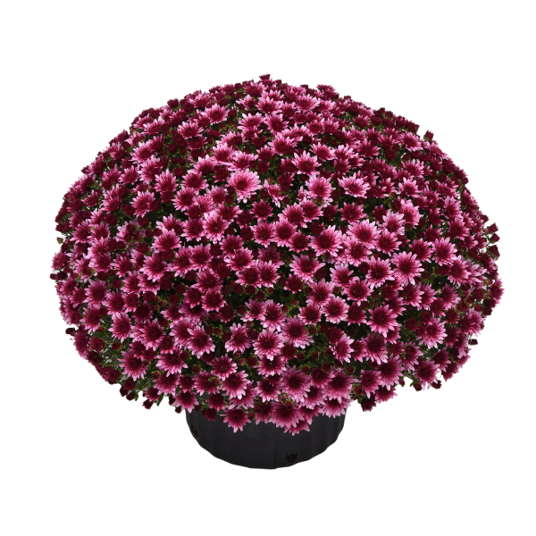 Mum chrysanthemum x morifolium 'Morgana Pink'