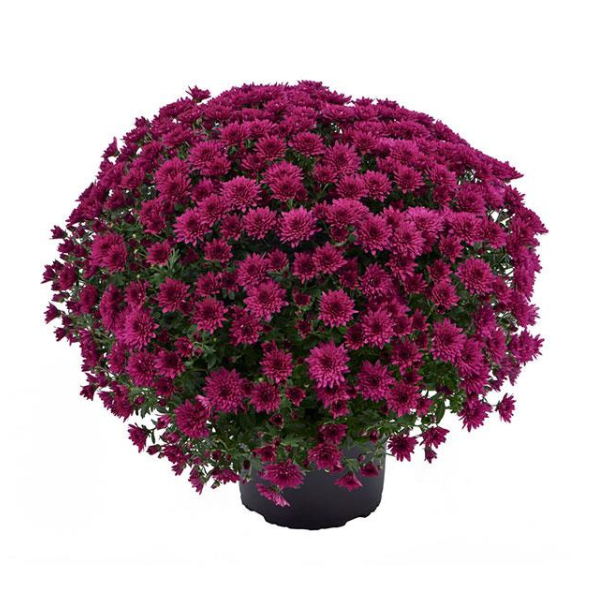 Mum chrysanthemum x morifolium 'Morgana Purple'
