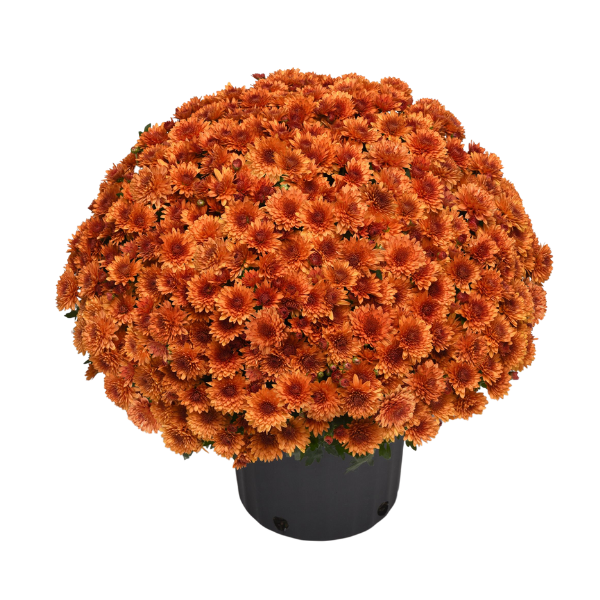 Mum chrysanthemum x morifolium 'Blazing Orange'
