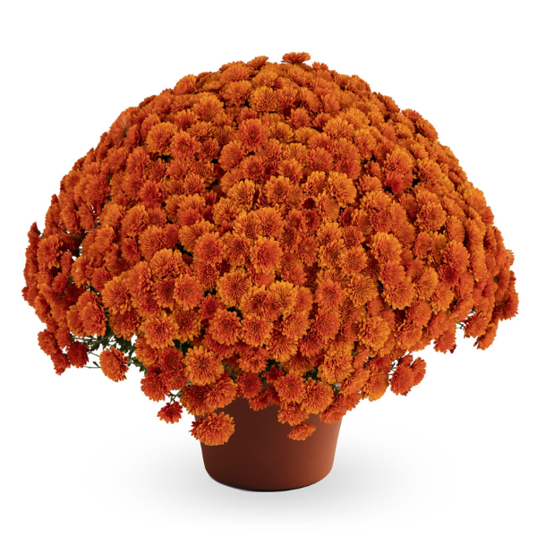 Mum chrysanthemum x morifolium 'Dorothy Bronze'