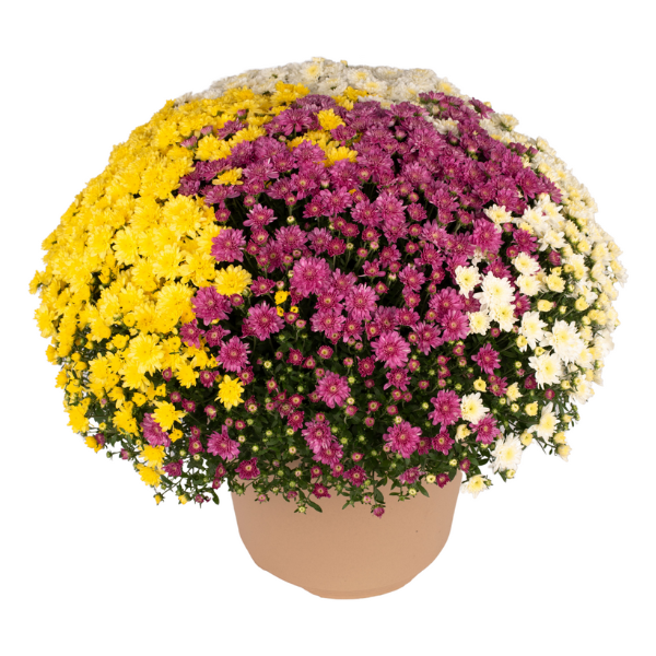 Mum Combo 'Combo#35'