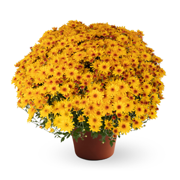 Mum chrysanthemum x morifolium 'Ellen Golden Bicolor'