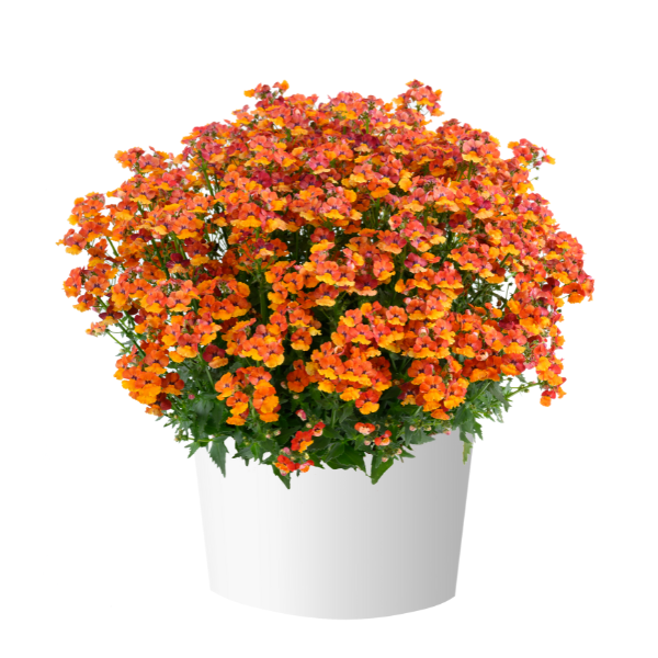 Nemesia hybrida 'Nesia Tangerine'