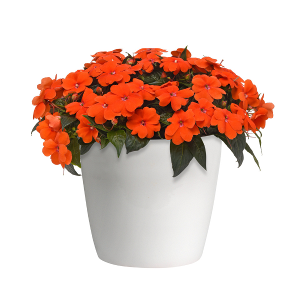 New Guinea impatiens hawkerii 'Color Power Orange'