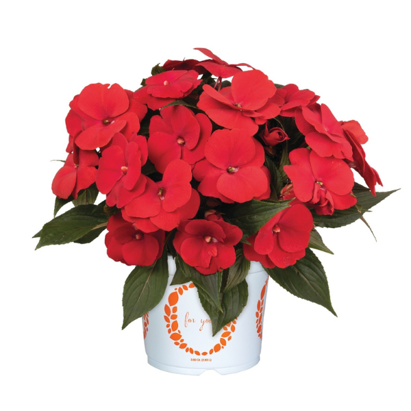 New Guinea impatiens hawkerii 'Petticoat True Red'