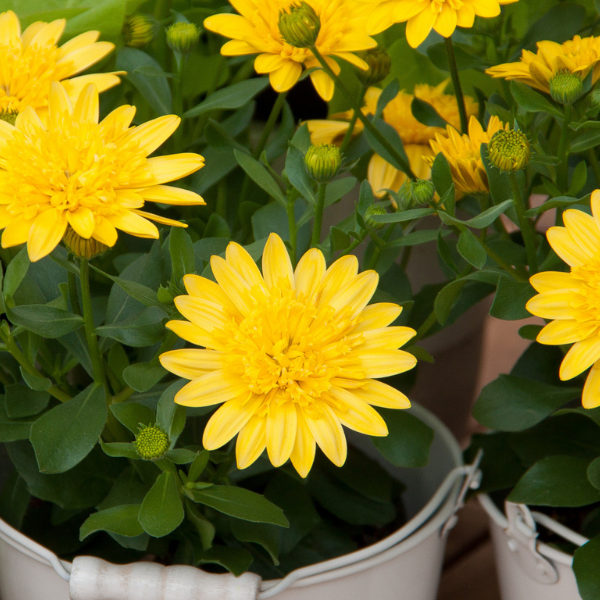 Osteospermum ecklonis '4D Yellow'