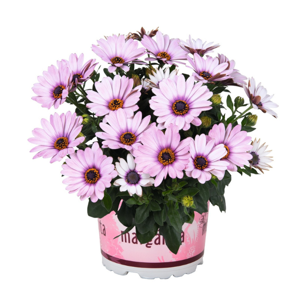 Osteospermum ecklonis 'Margarita Eclipse'