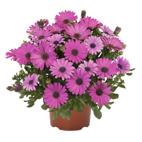 Osteospermum ecklonis 'Margarita Plus Lilac'