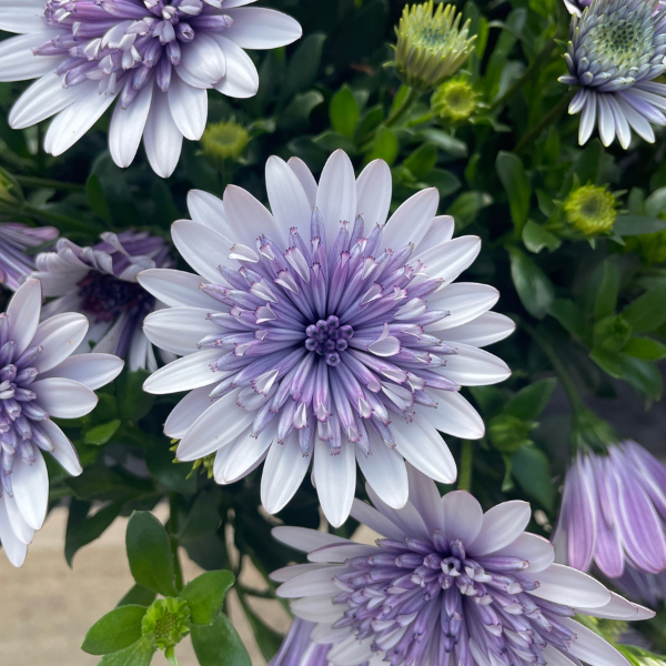 Osteospermum ecklonis '4D Blue Ice'