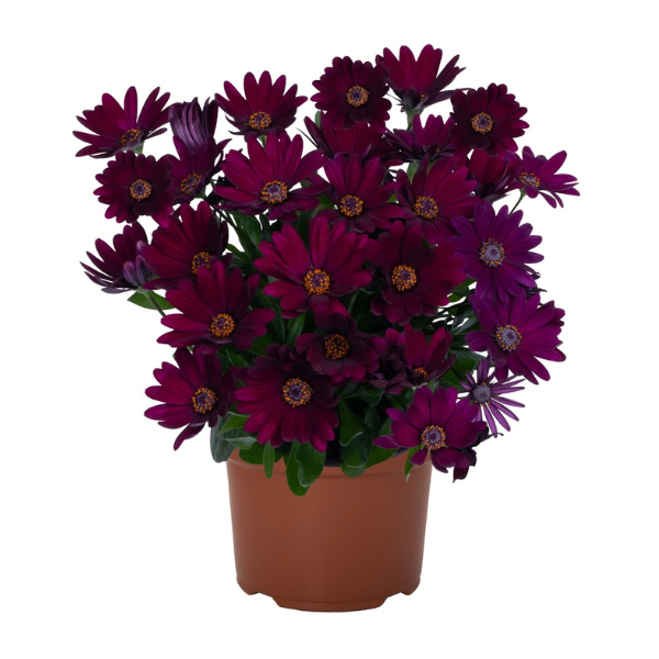 Osteospermum ecklonis 'Margarita Dark Purple'