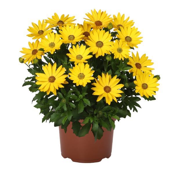Osteospermum ecklonis 'Margarita Plus Yellow'
