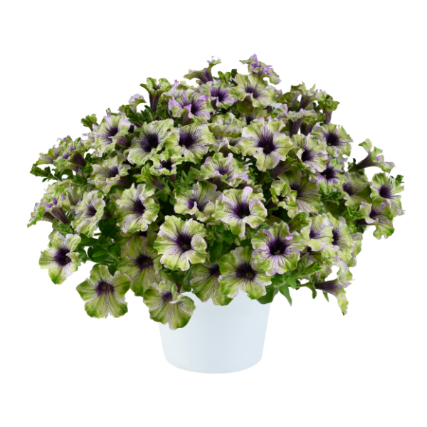 Petunia hybrida 'Amazonas Plum Cockatoo'
