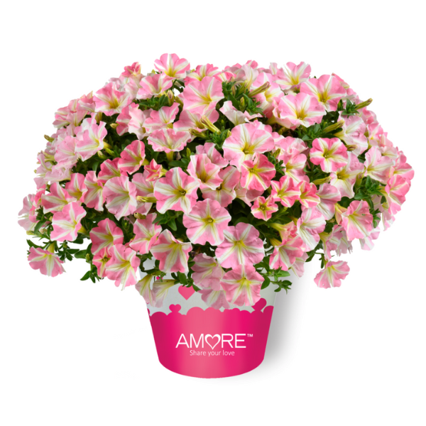 Petunia hybrida 'Amore Princess Pink'