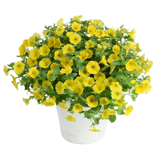 Petunia hybrida 'Capella Hello Yellow'
