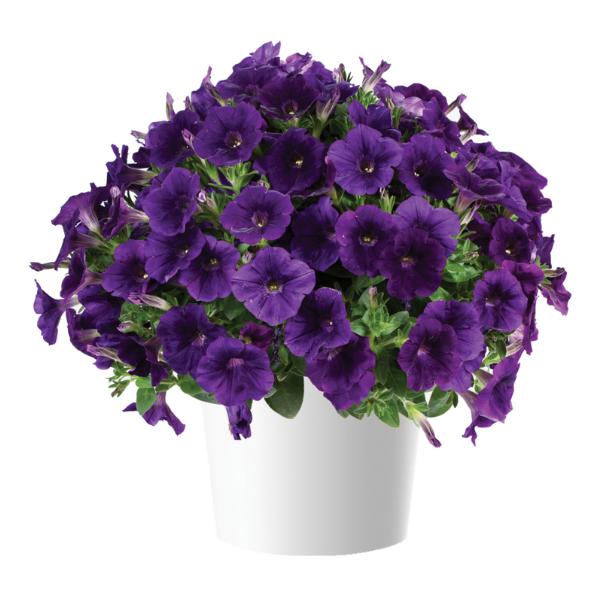 Petunia hybrida 'Capella Indigo'