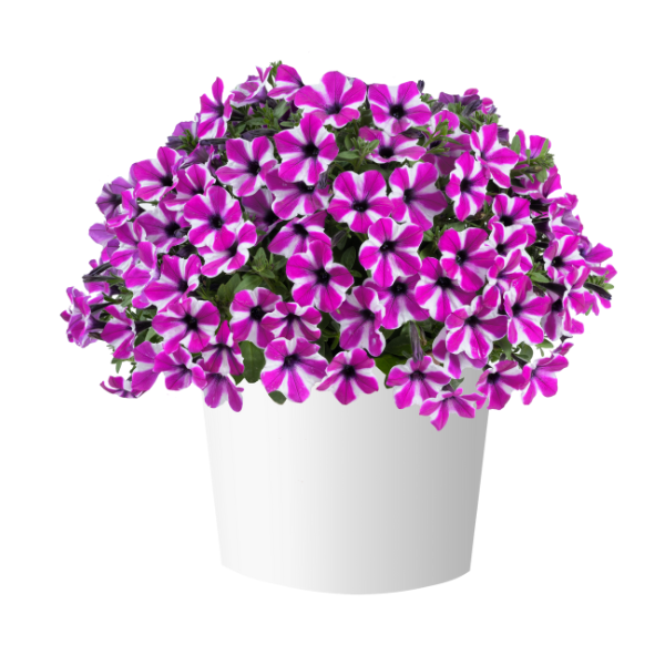 Petunia hybrida 'Capella Magenta Diamond'