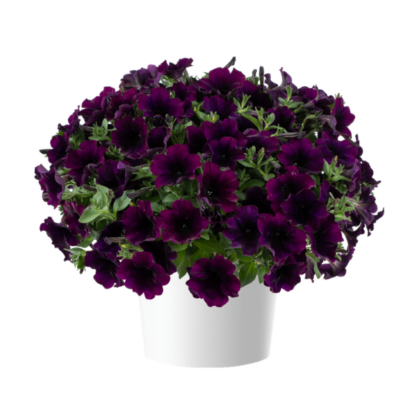 Petunia hybrida 'Capella Mulberry'