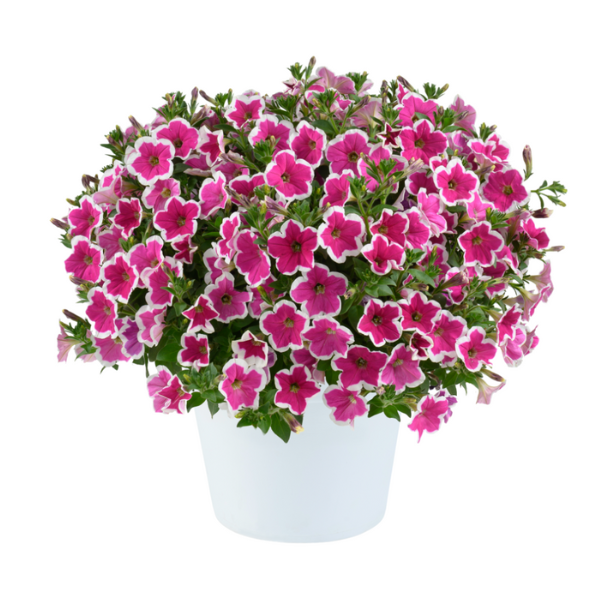Petunia hybrida 'Capella Rim Fuchsia'