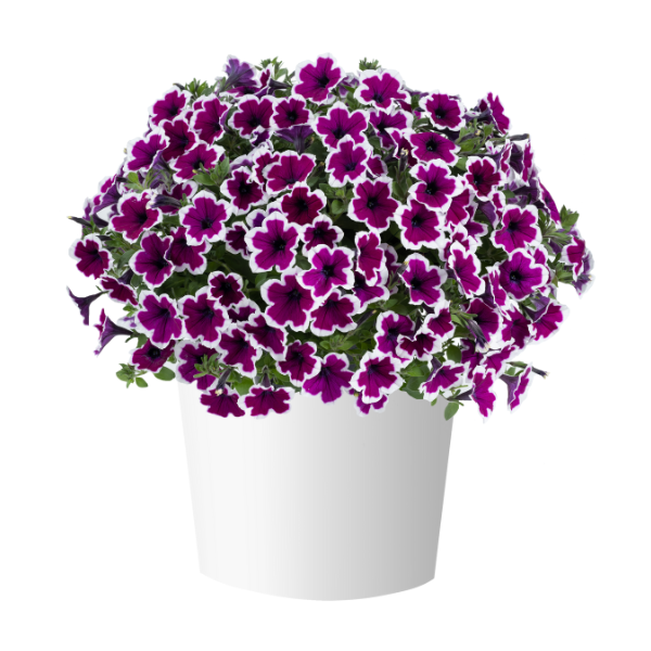 Petunia hybrida 'Capella Rim Raspberry'