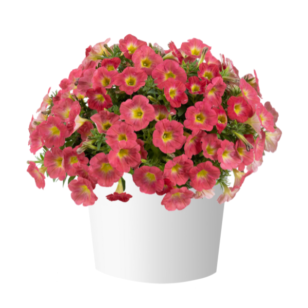Petunia hybrida 'Capella Salmon'