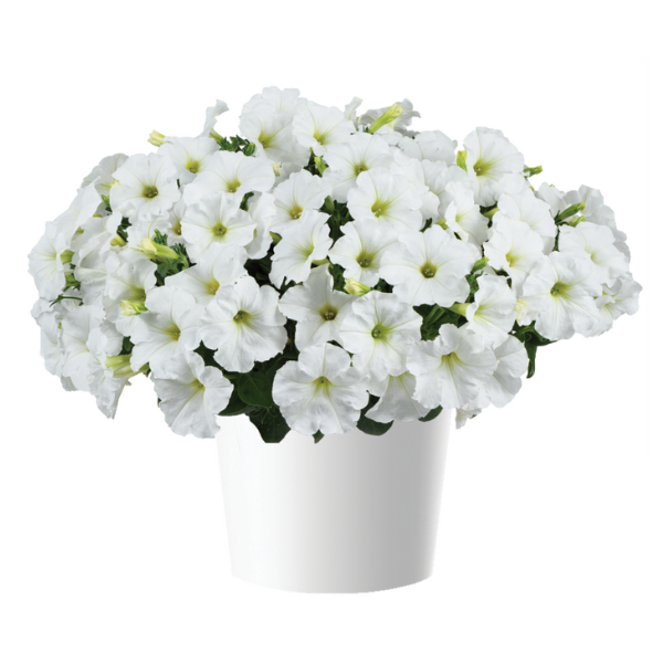 Petunia hybrida 'Capella White'