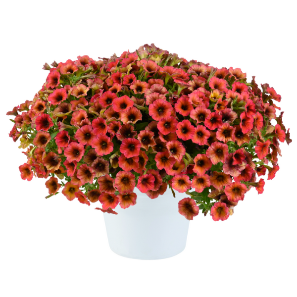 Petunia hybrida 'Cascadias Arizona Sky'