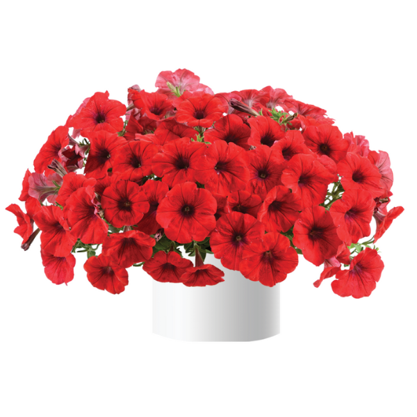 Petunia hybrida 'Cascadias Chili Red'