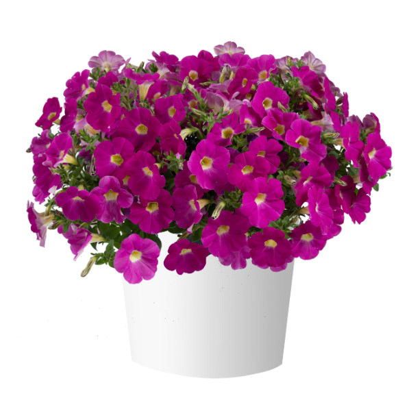 Petunia hybrida 'Cascadias Rose'