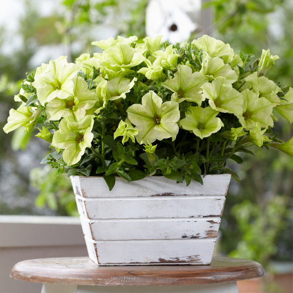 Petunia hybrida 'Crazytunia Bitter Lemon'