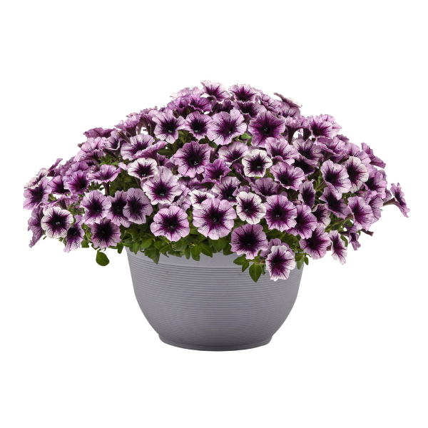 Petunia hybrida 'Headliner Blackberry Vein'