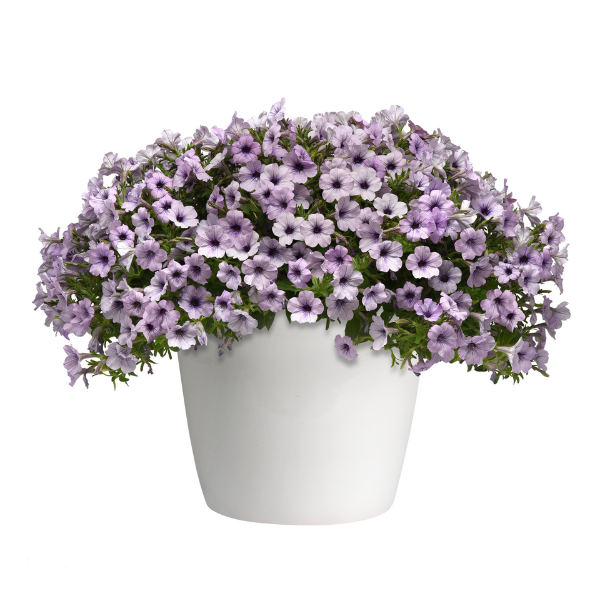 Petunia hybrida 'Headliner Crystal Sky'