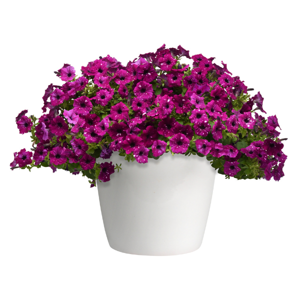 Petunia hybrida 'Headliner Electric Purple Sky'