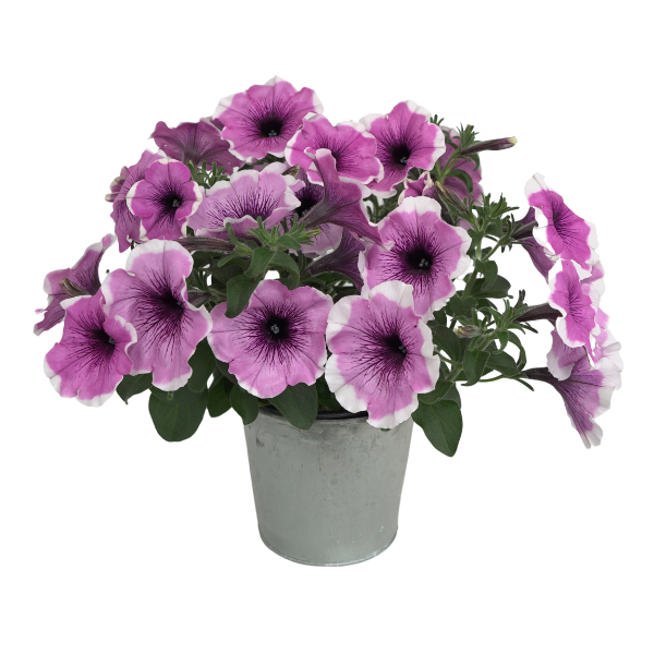 Petunia hybrida 'Headliner Lavender Picotee'