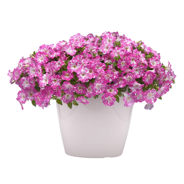 Petunia hybrida 'Headliner Light Pink Sky'