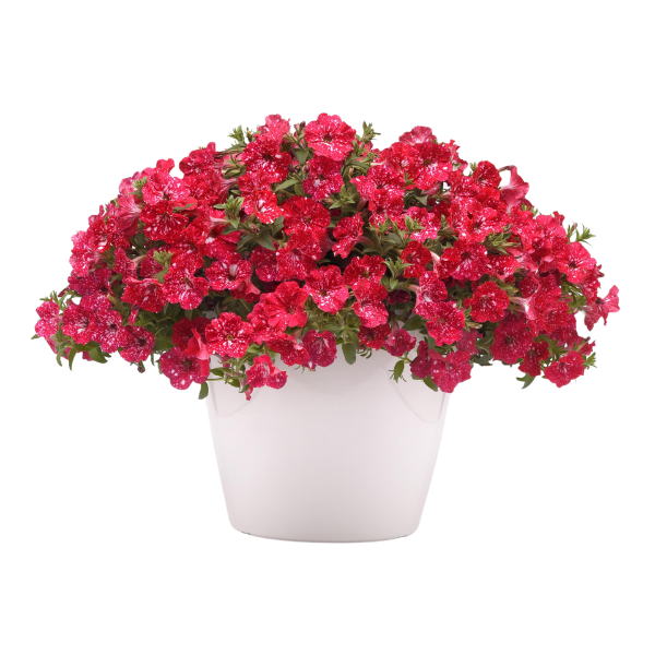 Petunia hybrida 'Headliner Strawberry Sky'