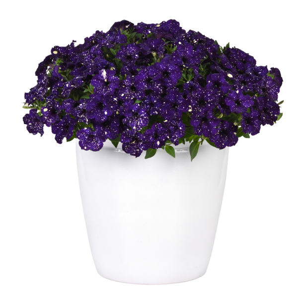 Petunia hybrida 'Headliner Violet Sky'