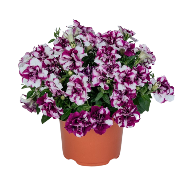 Petunia hybrida 'Origami Pinkerbell 24'