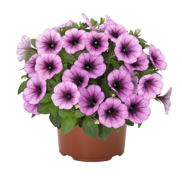 Petunia hybrida 'Potunia Plus Purple Vein'