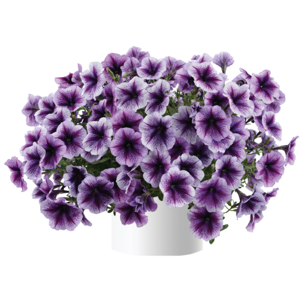Petunia hybrida 'Ray Purple Vein'