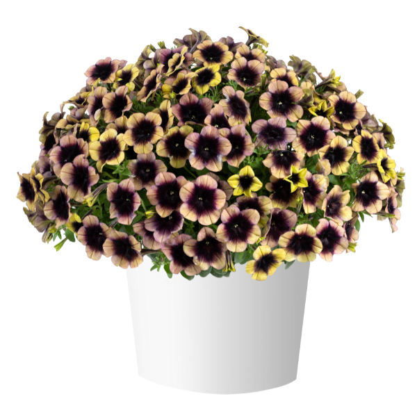 Petunia hybrida 'Ray Shadow'