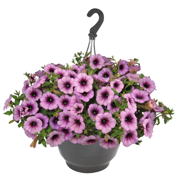 Petunia hybrida 'Surprise Raspberry Jam'