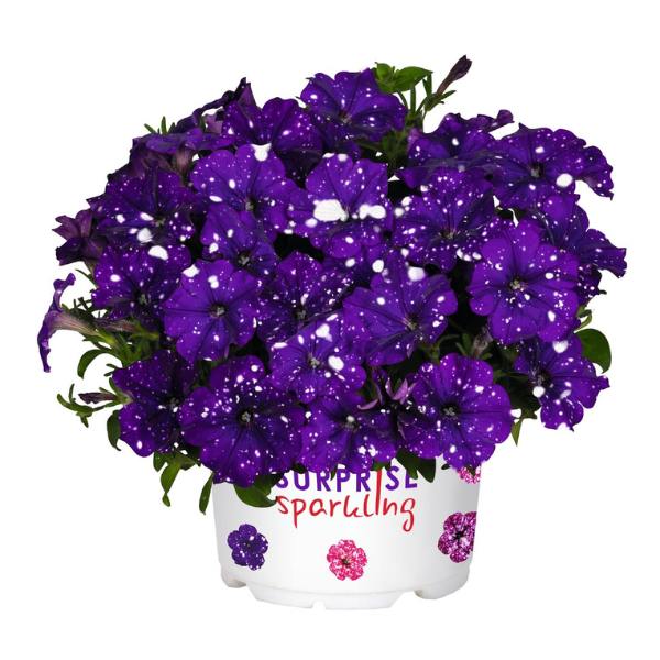 Petunia hybrida 'Surprise Sparkle Blue'
