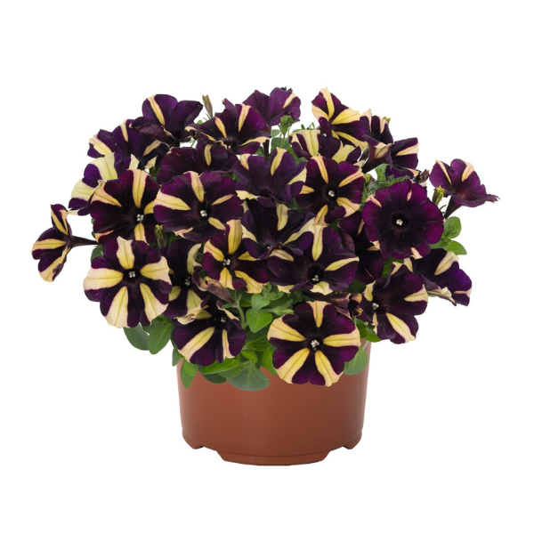 Petunia hybrida 'Surprise Windmill Black'