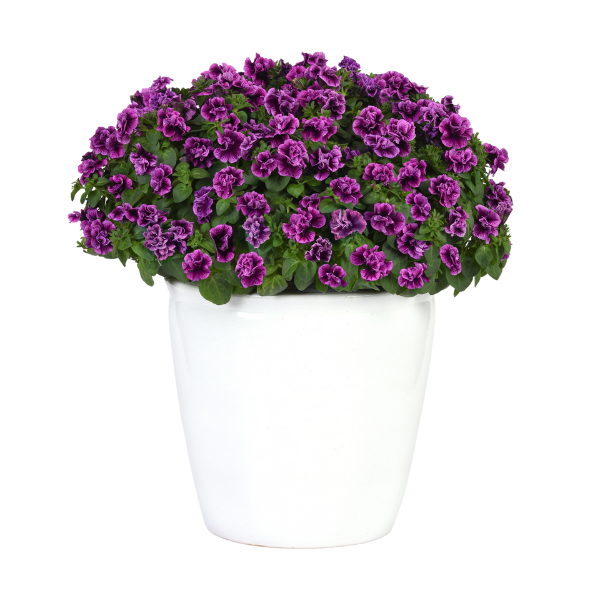 Petunia hybrida 'SweetSunshine Blueberry Vein'