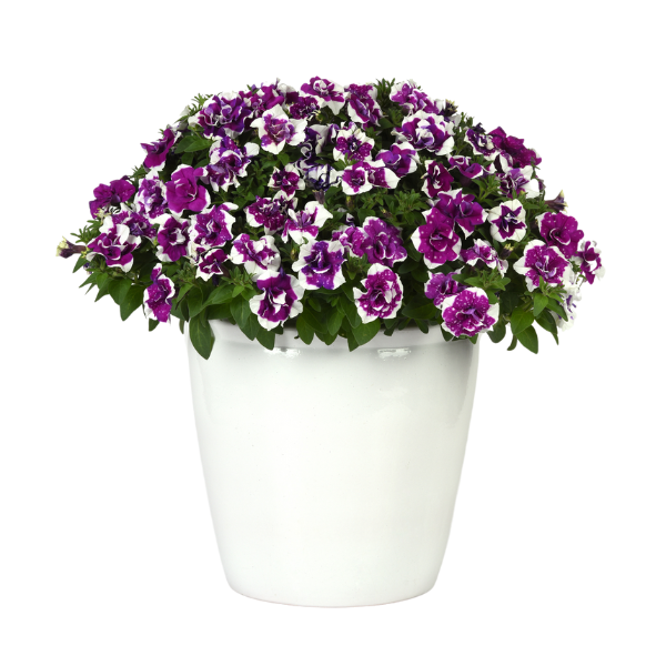 Petunia hybrida 'SweetSunshine Magenta Sky'