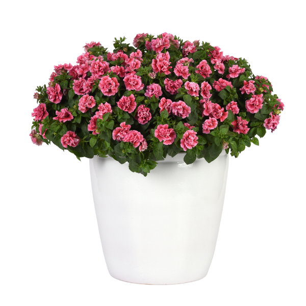 Petunia hybrida 'SweetSunshine Pink and Red Vein'