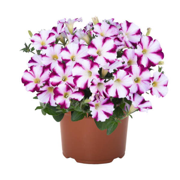 Petunia hybrida 'Sweetunia Purple Star'