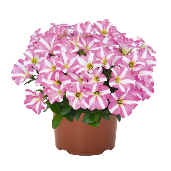 Petunia hybrida 'Sweetunia Windmill Pink Vein'