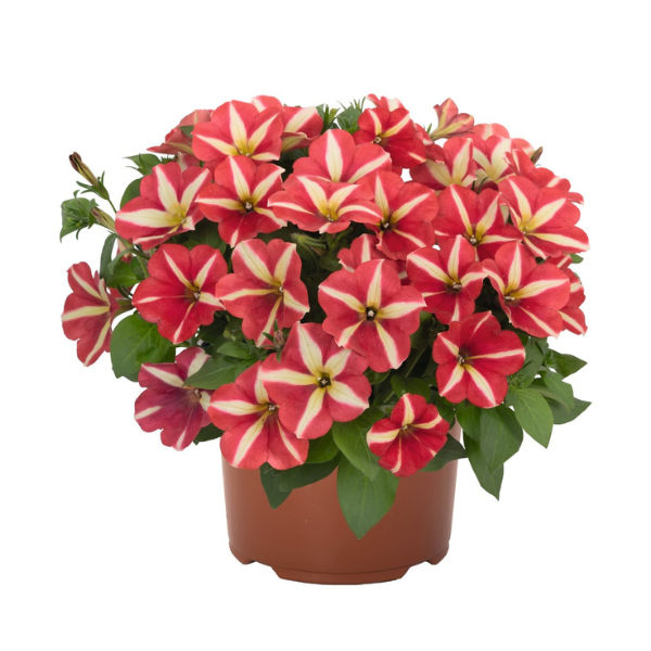 Petunia hybrida 'Sweetunia Windmill Red'