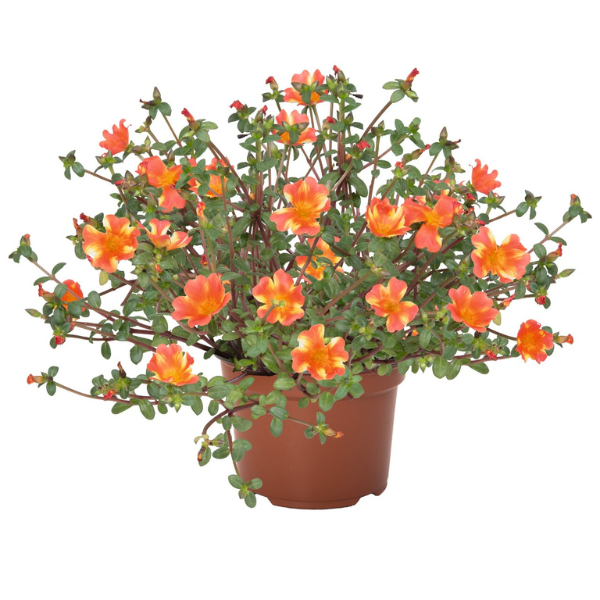 Portulaca oleracea 'Cupcake Orange Touch'